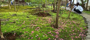 Lots of Blooms on Ground