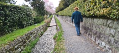 Path and Cherry Blossoms