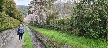 Path and Human Cherry Blossom