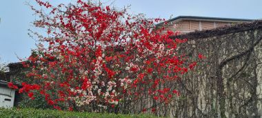 Blossoming Tree