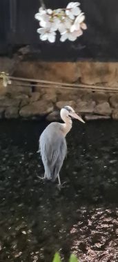 Heron