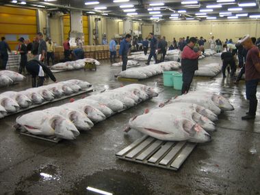 Frozen Tuna Auction