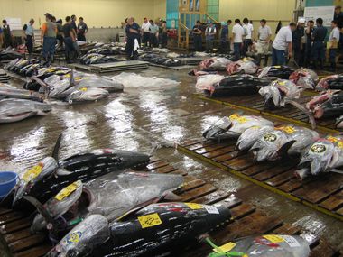 Fresh Tuna Auction