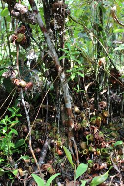 Pitcher Plants