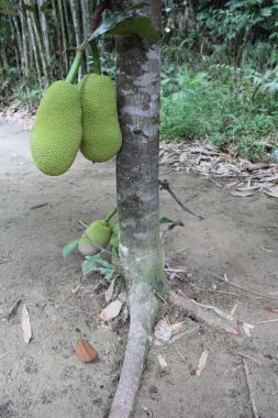 Jackfruit