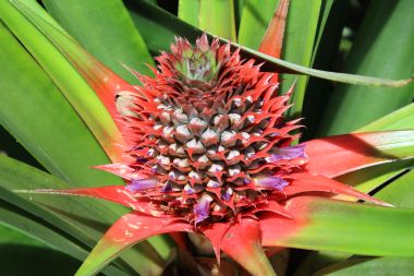 Pineapple Flower