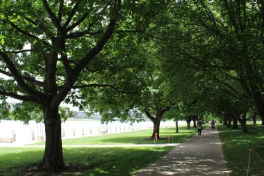 Walking Through the Trees