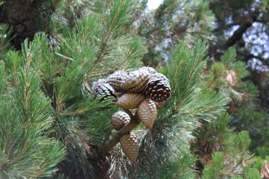 Pinecones