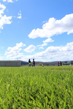 Lawn...On The Roof