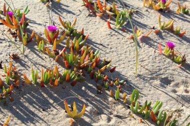 Succulents