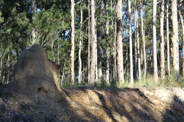 Termite mound