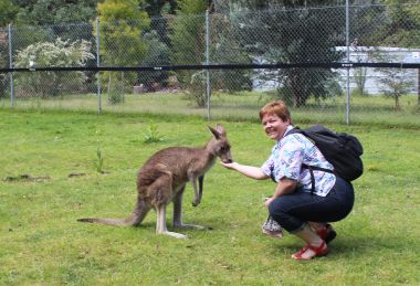 Feeding the kangaroos