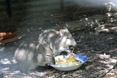 Potoroos