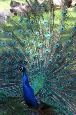 Peacock