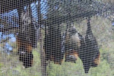 Flying foxes