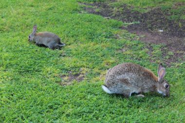 Rabbits