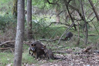 Mother and baby wallaby