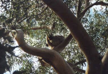koala.jpg