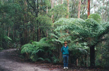 Hiking at the Prom - Admiring Foliage