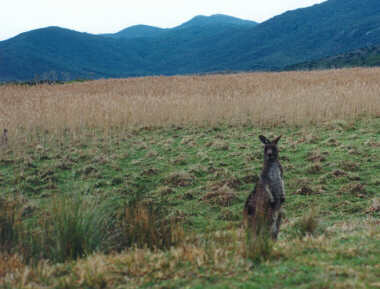 Wildlife at the Prom