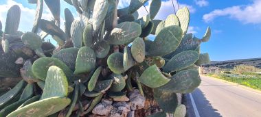 Lots of Prickly Pear