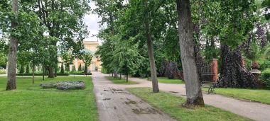 Tree-Lined Road Leading to Entrance