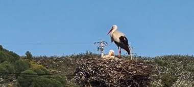 Storks are Everywhere at Lower Altitudes