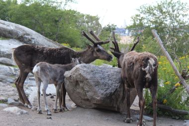 Reindeer