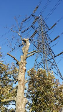 Pylon - Spot the bird Pylon - Spot the bird