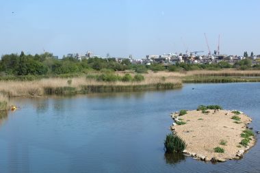 Wetland