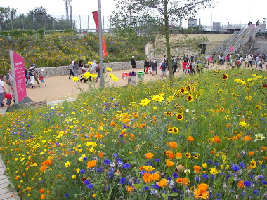 Wildflowers Greet Us After Security