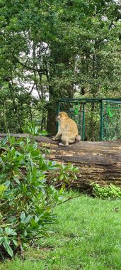 Monkey on Log