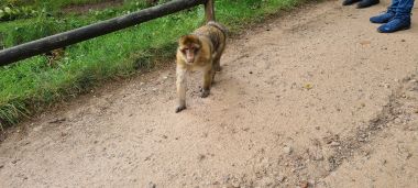 Monkey on Path