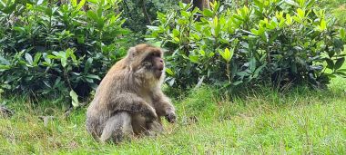 Monkey Monkey
