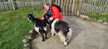 Goats Goats