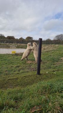 Polar Bears Polar Bears