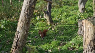 Red Squirrel! Red Squirrel!