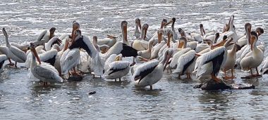 Pelicans Pelicans